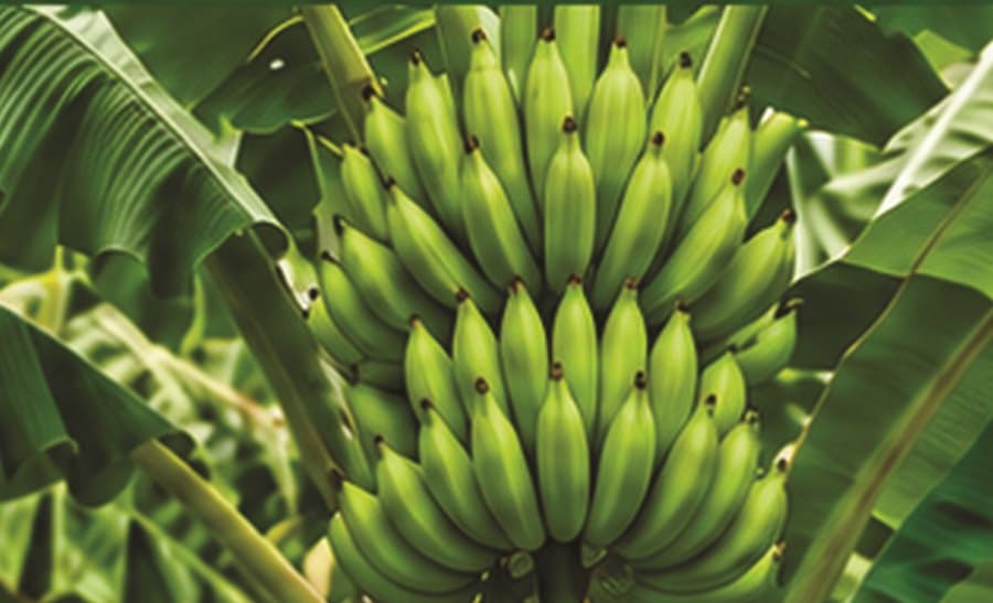 A large bunch of green plantains ripening on the plant